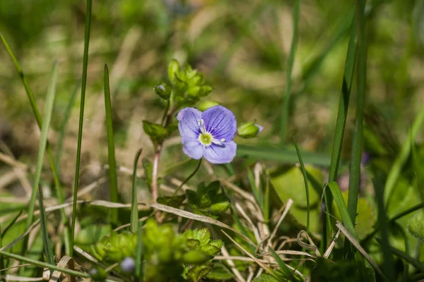 Güzel küçük mavi çiçekler ilkbaharda çim