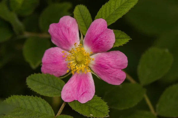 Beautiful wild rose on a natural background in summer — Stock Photo, Image