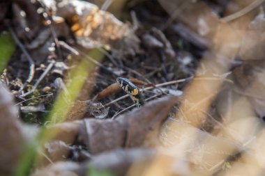 Güzel bir çim yılan geçen yıl sonbaharda yaprakları