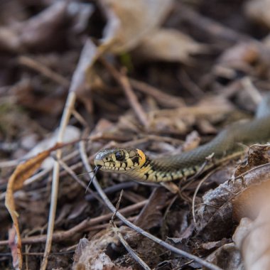 Güzel bir çim yılan geçen yıl sonbaharda yaprakları