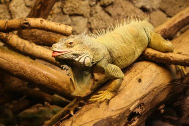 Kahverengi bir iguana güzel bir close-up