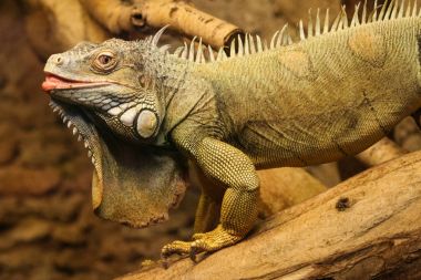 Kahverengi bir iguana güzel bir close-up