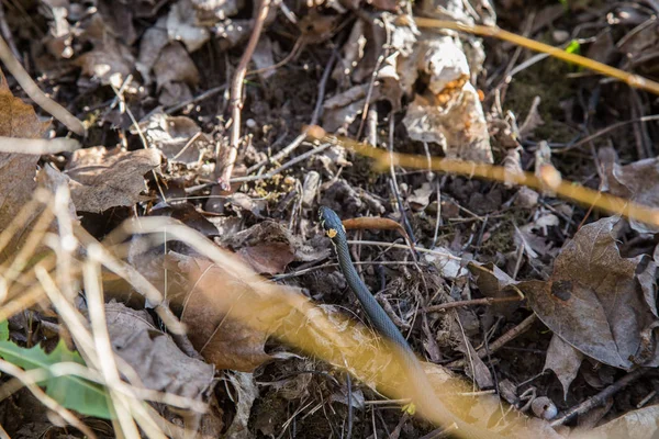 Uma bela cobra de grama nos últimos anos folhas de outono — Fotografia de Stock