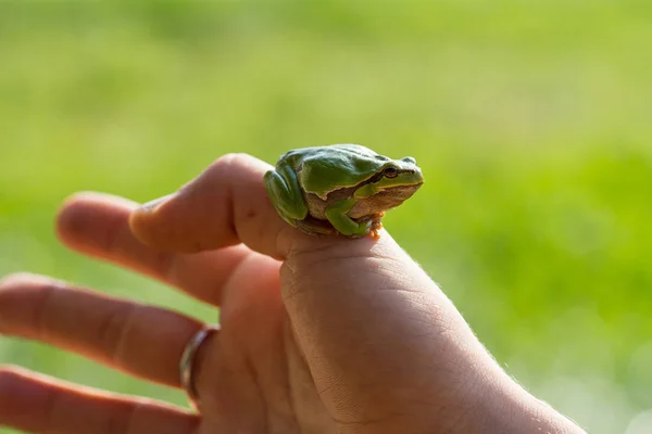 stock image A beautiful green frog sitting on a hand