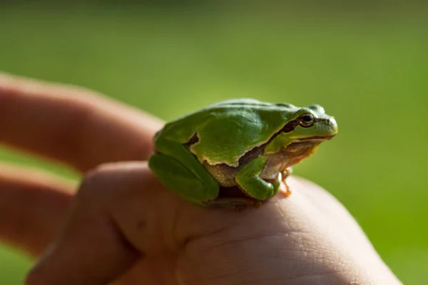 Piękna zielona żaba siedzi na rękę — Zdjęcie stockowe