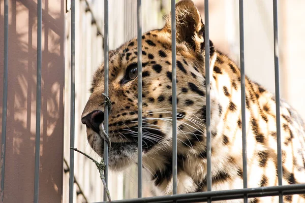 Красивий леопард в зоопарку — стокове фото