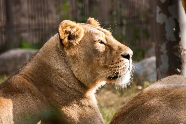 Leones tomando el sol en el zoológico — Foto de Stock