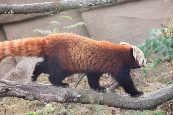 Pięknej małej pandy w zoo — Zdjęcie stockowe