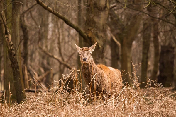 Deers roaming free in the outdoors park — Stock Photo, Image