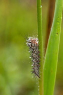 Güzel kabarık tırtıl üzerinde Su damlacıkları ile bir ot. Makro çekim.