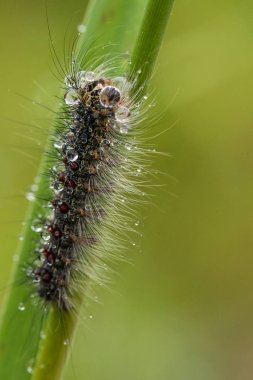 Güzel kabarık tırtıl üzerinde Su damlacıkları ile bir ot. Makro çekim.