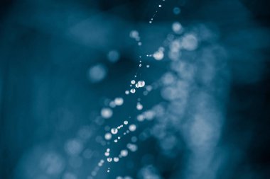 Alan fotoğraf bir örümcek bir yaz sabahı Su damlacıkları ile net bir güzel, soyut, tek renkli sığ derinlik.