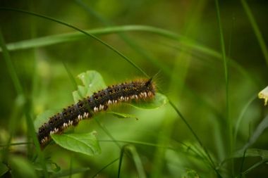 Yeşil çimenlerin üzerinde oturan güzel kahverengi tırtıl. Makro çekim.