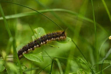 Yeşil çimenlerin üzerinde oturan güzel kahverengi tırtıl. Makro çekim.