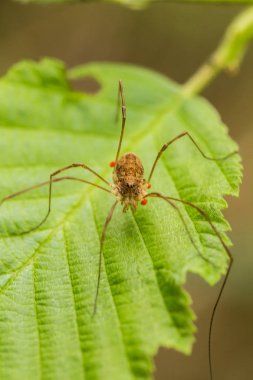 Bir yaz ormandaki küçük bir örümcek. Makro sığ derinliği alan fotoğraf.