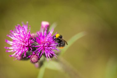Marsh thistle çiçek bal toplama bir güzel vahşi yaban arısı. Makro, sığ derinliği alan fotoğraf.