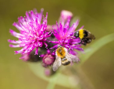 Marsh thistle çiçek bal toplama bir güzel vahşi yaban arısı. Makro, sığ derinliği alan fotoğraf.