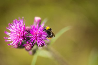 Marsh thistle çiçek bal toplama bir güzel vahşi yaban arısı. Makro, sığ derinliği alan fotoğraf.
