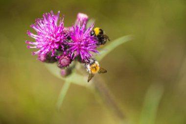 Marsh thistle çiçek bal toplama bir güzel vahşi yaban arısı. Makro, sığ derinliği alan fotoğraf.