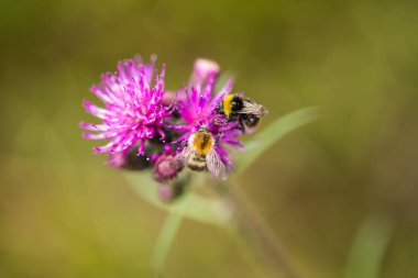 Marsh thistle çiçek bal toplama bir güzel vahşi yaban arısı. Makro, sığ derinliği alan fotoğraf.