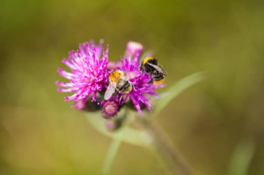 Marsh thistle çiçek bal toplama bir güzel vahşi yaban arısı. Makro, sığ derinliği alan fotoğraf.
