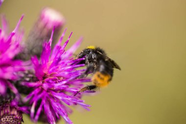 Marsh thistle çiçek bal toplama bir güzel vahşi yaban arısı. Makro, sığ derinliği alan fotoğraf.
