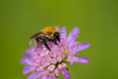 Tatlım bir mor yaz çiçek toplama güzel bir yaban arısı. Makro sığ derinliği alan fotoğraf.