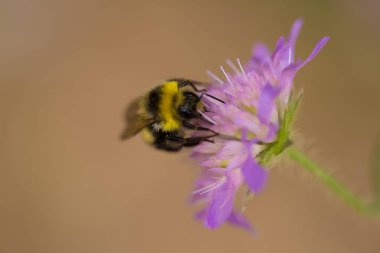 Tatlım bir mor yaz çiçek toplama güzel bir yaban arısı. Makro sığ derinliği alan fotoğraf.