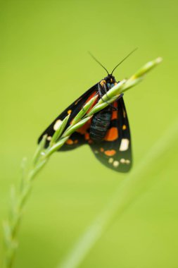 Yaz akşamında bir çim üzerinde oturan güzel, parlak benekli kelebek. makro çekim.