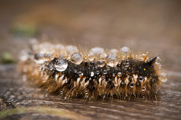 Una bella foto macro di un bruco bruno con una pioggia tra i capelli su un sentiero di legno — Foto Stock