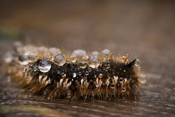 Una hermosa foto macro de una oruga marrón con gotas de lluvia en el cabello en un sendero de madera —  Fotos de Stock