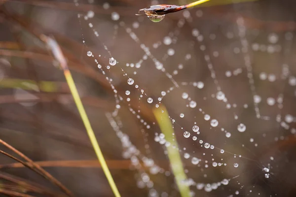 A beautiful spider net with water droplets. Shallow depth of field macro photo. Summer morning in a swamp. — Stock Photo, Image