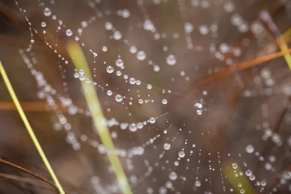 A beautiful spider net with water droplets. Shallow depth of field macro photo. Summer morning in a swamp. — Stock Photo, Image