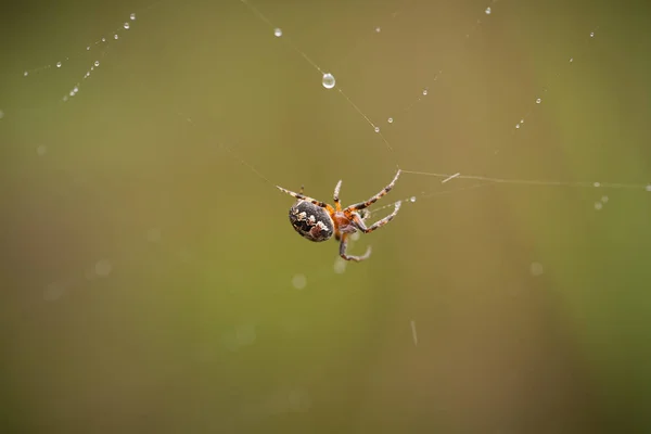 Маленький паук в летнем лесу. Макроповерхностная глубина полевой фотографии . — стоковое фото