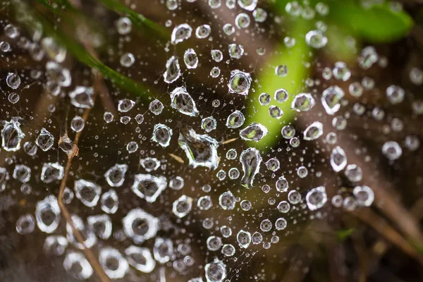 Spider net on a ground with water droplets. Summer morning in swamp. Shallow depth of field macro photo. — Stock Photo, Image