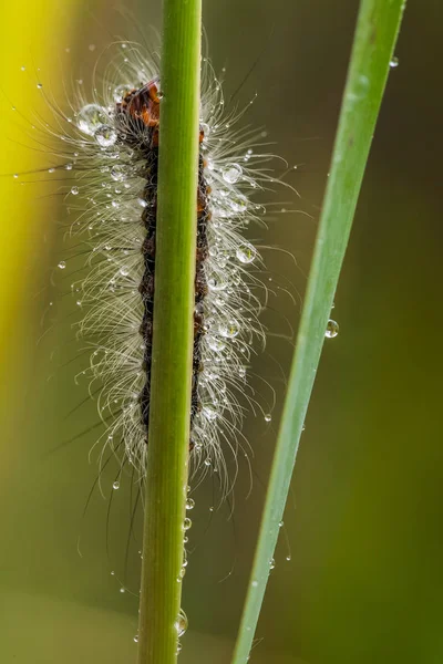 Una hermosa oruga esponjosa en una hierba con gotitas de agua. Macro tiro . —  Fotos de Stock