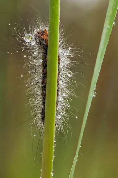 Una hermosa oruga esponjosa en una hierba con gotitas de agua. Macro tiro . — Foto de Stock