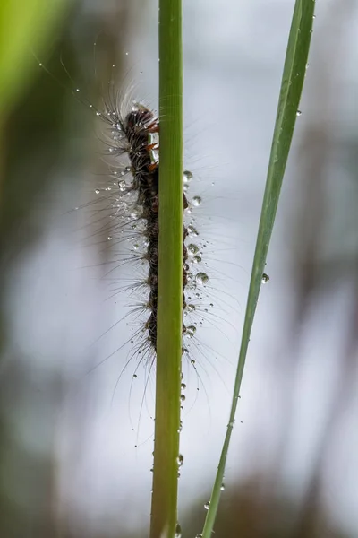 Una hermosa oruga esponjosa en una hierba con gotitas de agua. Macro tiro . —  Fotos de Stock