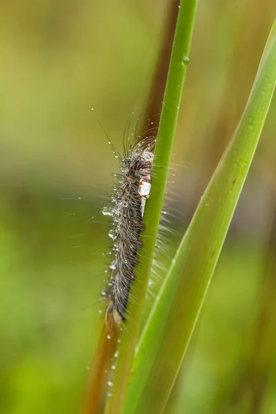 Una hermosa oruga esponjosa en una hierba con gotitas de agua. Macro tiro . — Foto de Stock