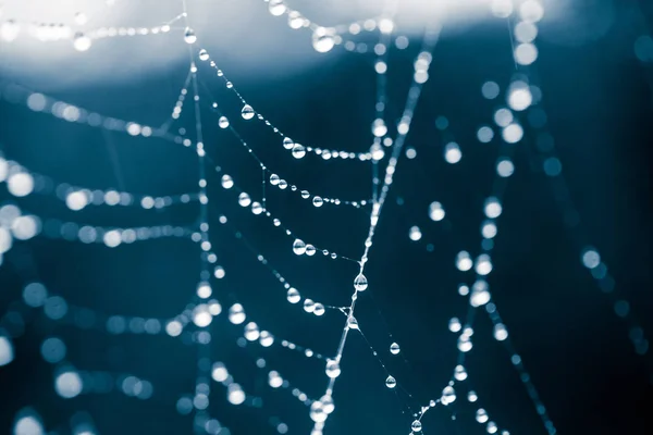 Alan fotoğraf bir örümcek bir yaz sabahı Su damlacıkları ile net bir güzel, soyut, tek renkli sığ derinlik.