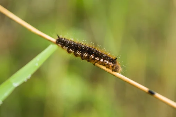 Un bellissimo bruco bruno su un ramo con piccole goccioline d'acqua. Macro sparato . — Foto Stock