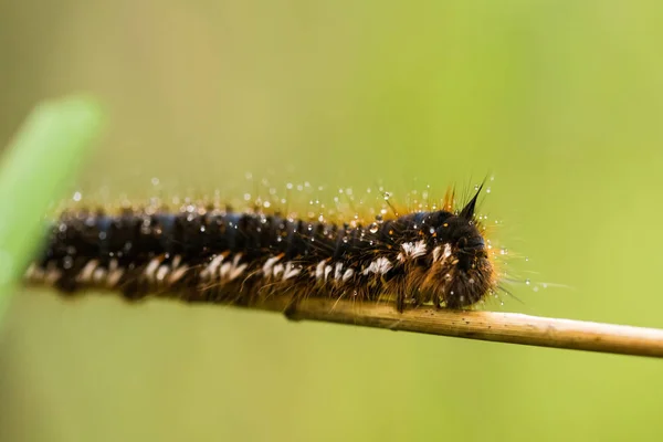 Uma bela lagarta marrom em um ramo com pequenas gotas de água. Macro shot . — Fotografia de Stock