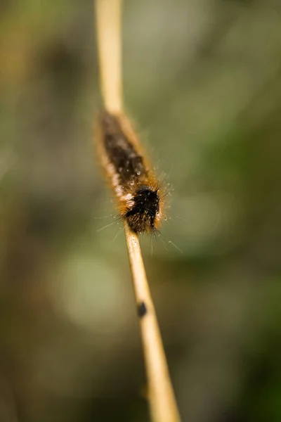 Krásné hnědé housenka na větvi s malé kapičky vody. Makro snímek. — Stock fotografie