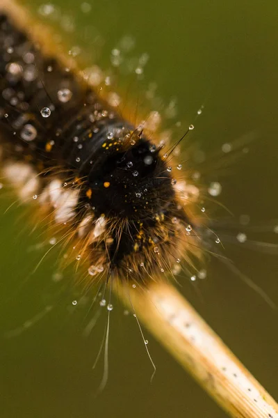 Una hermosa oruga marrón en una rama con pequeñas gotitas de agua. Macro tiro . —  Fotos de Stock