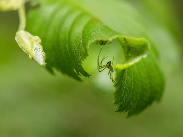 En liten spindel i en sommar skog. Makro grunt djup av fältet foto. — Stockfoto