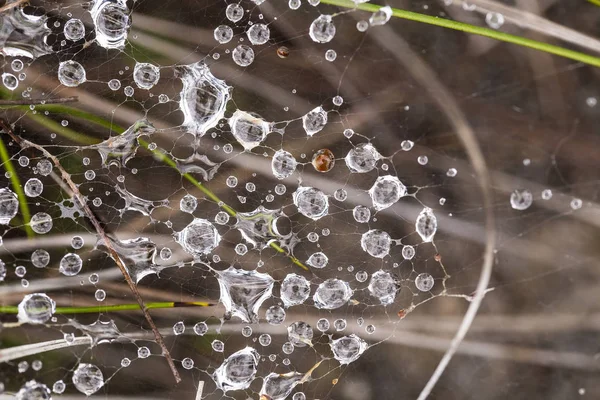 Spider net on a ground with water droplets. Summer morning in swamp. Shallow depth of field macro photo. — Stock Photo, Image