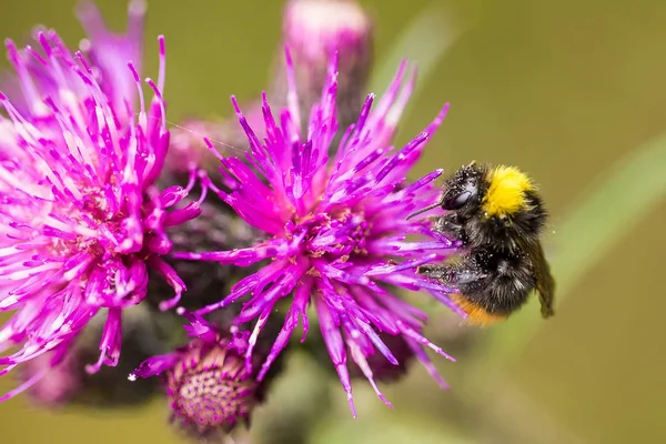 Marsh thistle çiçek bal toplama bir güzel vahşi yaban arısı. Makro, sığ derinliği alan fotoğraf.