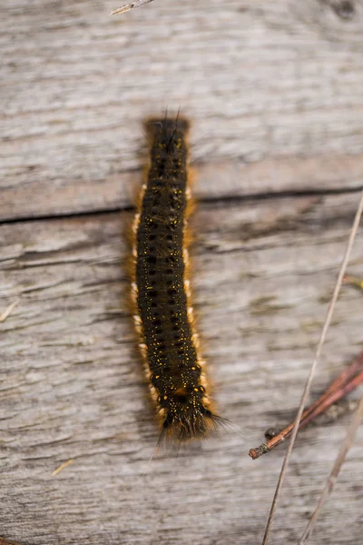 Eine schöne braune Raupe auf einem Holzweg. Makroaufnahme. — Stockfoto