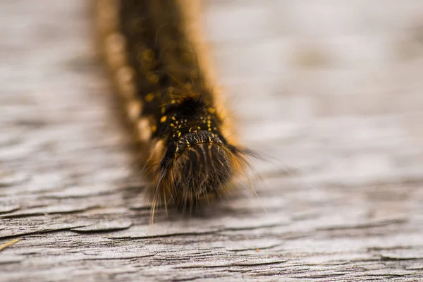 Krásné hnědé housenka na dřevěný chodník. Makro snímek. — Stock fotografie