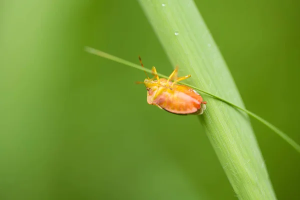 A beautiful small orange beetle crawling on a grass. Shallow depth of field macro photo. — Stock Photo, Image